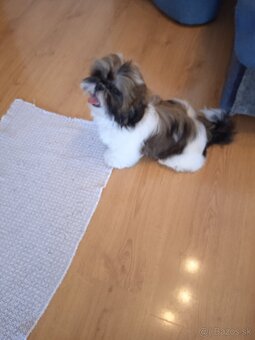 Shi-tzu - 8