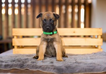 Belgický ovčiak Malinois - 8