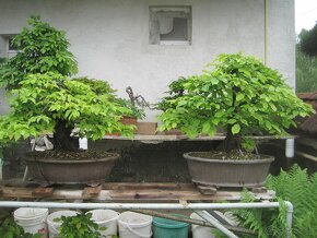 bonsai,bonsaj-hrab 10 - 8