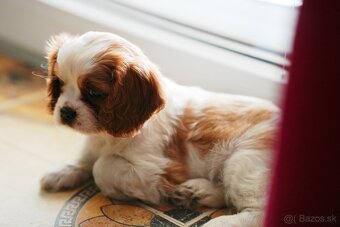 Cavalier King Charles Španiel - 8