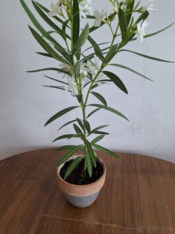 Oleander - 8