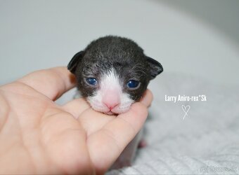 Cornish rex s PP - 8