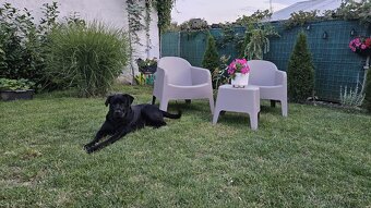 Labrador/Slovenský čuvač - 8