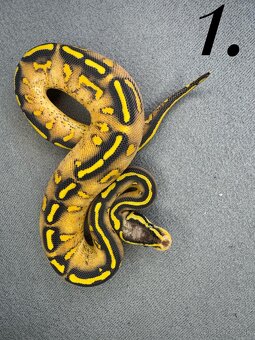 Predám nádherne mladata Python Regius 2024 - 8
