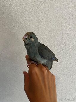Kakariki - 8