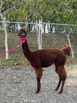 VÝHODNÁ CENA Alpaka samica - 8