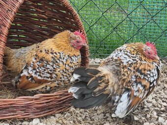 Hodvábnička , Miflerka - 8