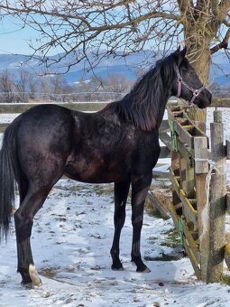 appaloosa žrebček - 8