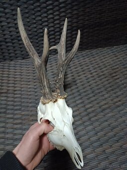 Parohy, zhody, trofeje, srnce - 8