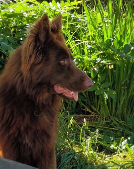 Nemecký ovčiak bez PP šteniatka - 8