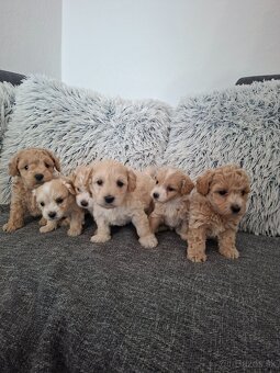 Maltipoo - 8