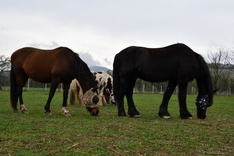 USTAJNENIE / JAZDENIE - 8