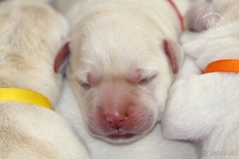 Labrador retriever  s rodokmeňom pôvodu - 8