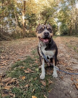 Americký stafordšírsky terier - krytie - 8