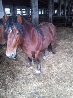 Predám 7 ťažnych zrebcov - 8