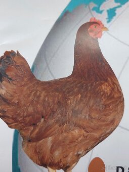 Kuričky DOMINNAT - 8