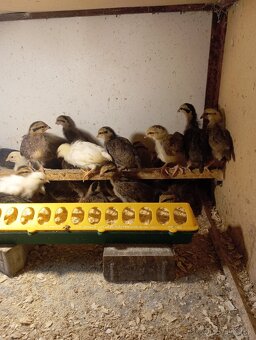 Leghorn, Vlaška jarabičia - 8