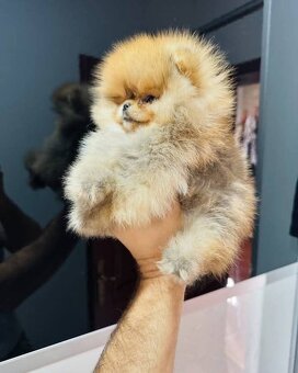 Pomeranian Boo - 8
