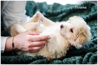 Border Collie Border Kolia s PP FCI barva ee red - 8