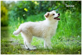 Border Collie Border Kolia s PP FCI barva ee red - 8