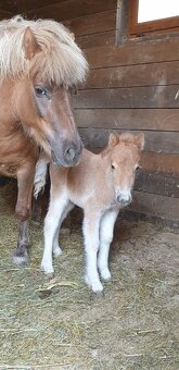 Predam shetlad ponika - 8