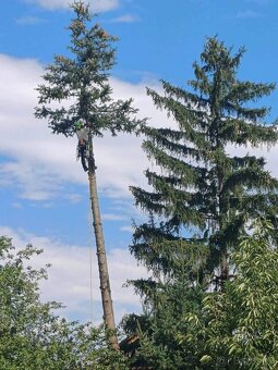 Výrub a orez stromov, arboristické práce - 8