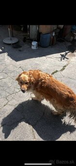 Zlatý Retriever - 8