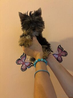 Yorkshirsky terier, yorkshirsky terier mini, biewer - 8