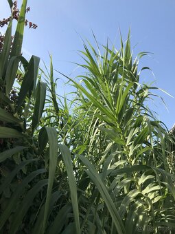 Predám BAMBUS, Bambusovú hľúzu - 8