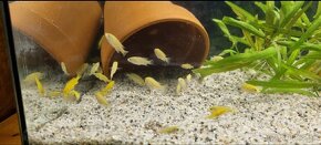 🟡✨️Labidochromis Caeruleus Yellow✨️🟡 - 8