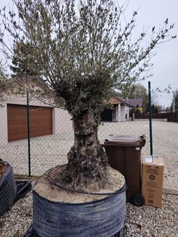 Olivovník europea - 8