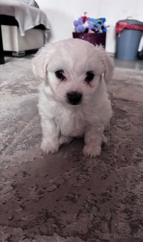 Maltézsky psík - 8