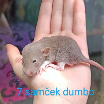 ❤ Exkluzívne dumbo, velveteen, rex potkaníky - 8