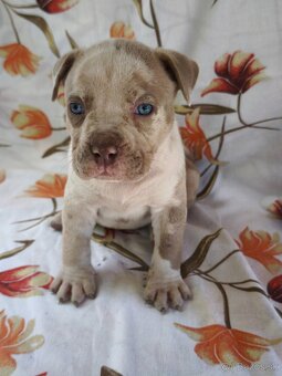 American Bully - 8