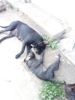 Cane Corso - 8