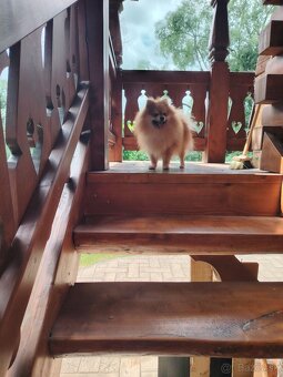 Ponúkam pomeriana na krytie - 8