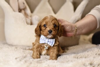 Cavapoo F1 psík hľadá milujúci domov - 8