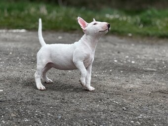 Miniatúrny Bulterier , bullterrier s pp - 8