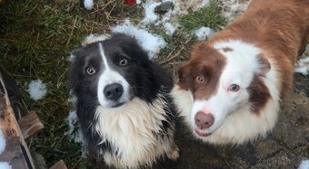 Predám border kólia šteniatka - 8