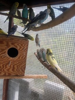 Andulky z volieri - 8