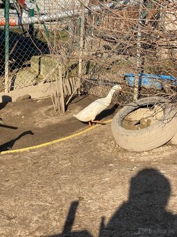 Predám káčerov IB - 8