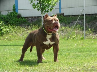 American bully - 8