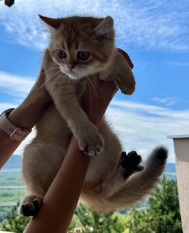 Scottish Straight v zlatej farbe - 8