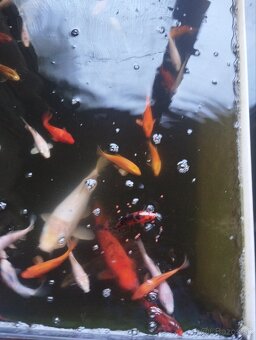 Jazierkové ryby - koi kapre, jazierkové rastliny - 8