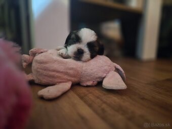 Shi-tzu - 8