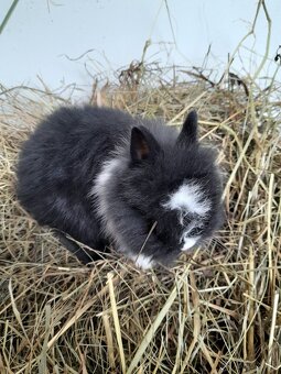 Mladatka zakrslych zajacikov - 8