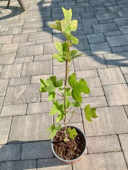 Ľaliovník tulipánokvetý - 8