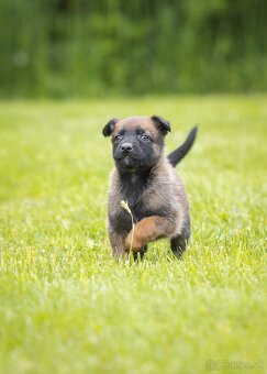 Belgický ovčiak malinois šteniatka s PP rodokmeňom - 8