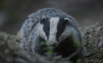 sigma 150-600 sport - 8