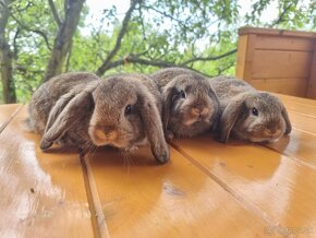 Zdrobnené králiky - barančeky - 8